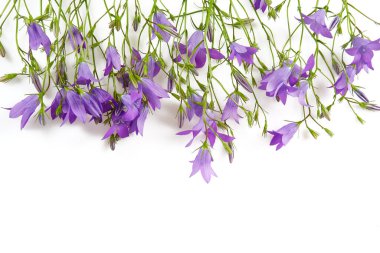 Beyaz arkaplanda izole edilmiş çan çiçeği