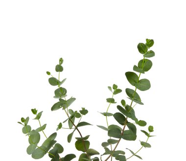 okaliptüs bitkisi beyaz üzerine izole