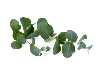 Beyaz arkaplanda izole edilmiş okaliptüs dalı