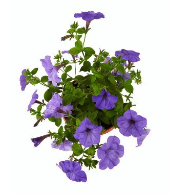 Beyaz arkaplanda izole edilmiş çan çiçeği