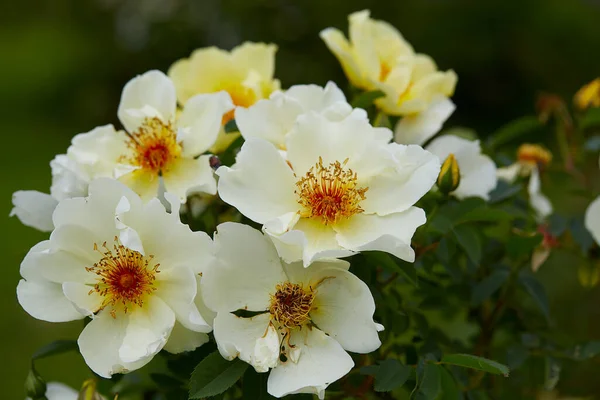 Krzew Różany Żółty Rosnący Ogrodzie — Zdjęcie stockowe
