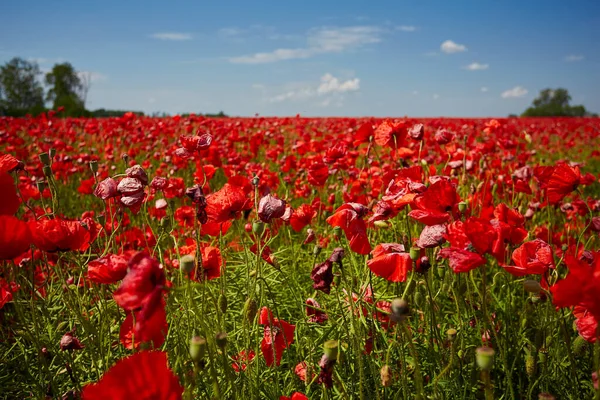 Beautiful Poppy Flower Field Sunny Summer Day — Stock Photo, Image