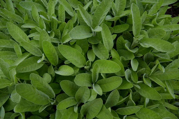 Culture Herbes Sauge Dans Jardin Été — Photo