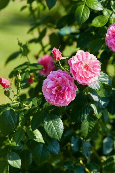Piękna Różowa Róża Kwitnąca Letnim Ogrodzie — Zdjęcie stockowe