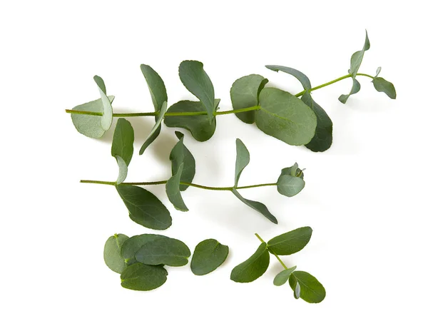 Eucalyptus Takje Geïsoleerd Witte Achtergrond — Stockfoto