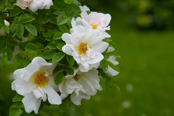 Rosa Nevada Rośnie Ogrodzie Letnim — Zdjęcie stockowe