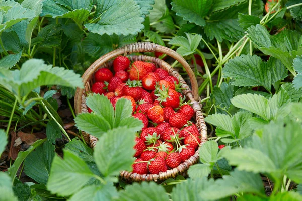 Fresas Frescas Maduras Una Canasta — Foto de Stock