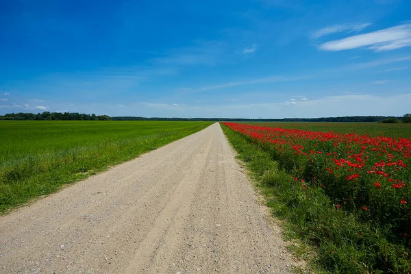 Wiejska Droga Przez Pole Maku Fotografia Podróżnicza Natura Latem Litwa — Zdjęcie stockowe