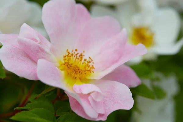 Rosa Nevada Rośnie Ogrodzie Letnim — Zdjęcie stockowe