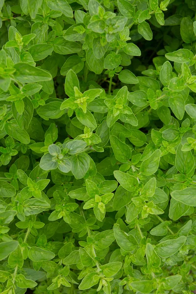 Origan Poussant Dans Jardin Été — Photo