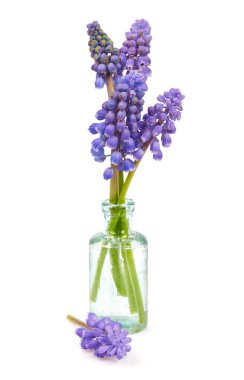 Üzüm sümbülü (muscari) beyaz arkaplanda izole edilmiş