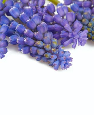 Üzüm sümbülü (muscari) beyaz arkaplanda izole edilmiş