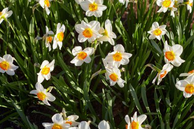 Narcissus alanı akşam ışığında