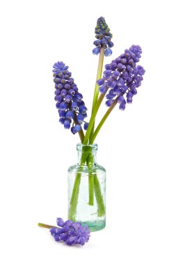 Üzüm sümbülü (muscari) beyaz arkaplanda izole edilmiş