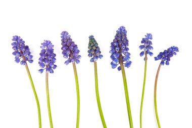 Üzüm sümbülü (muscari) beyaz arkaplanda izole edilmiş