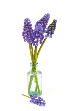 Üzüm sümbülü (muscari) beyaz arkaplanda izole edilmiş