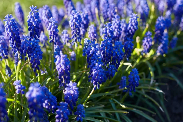 Druivenhyacint Muscari Groeit Tuin — Stockfoto