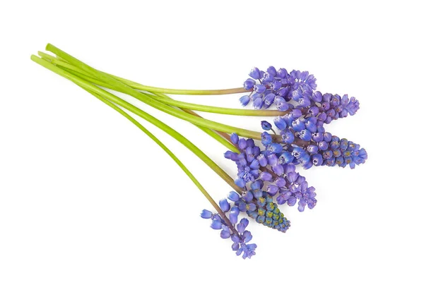 Hroznový Hyacint Muscari Izolované Bílém Pozadí — Stock fotografie