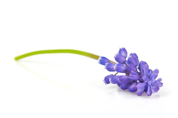 Grape Hyacinth Muscari Isolated White Background — Stock Photo, Image