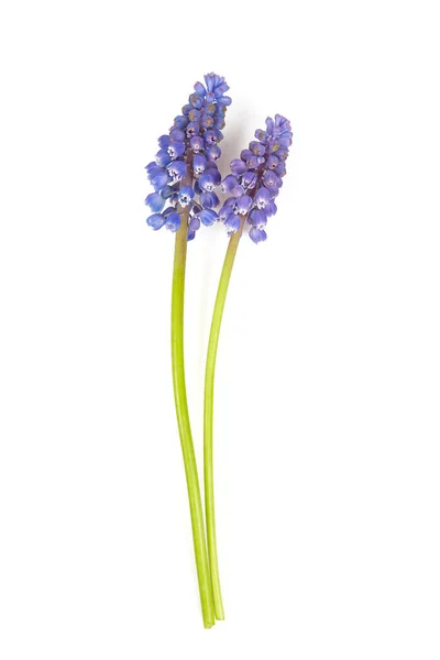 Giacinto Uva Muscari Isolato Fondo Bianco — Foto Stock