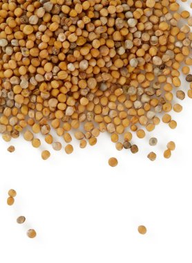 Hardal beyaz üzerine izole