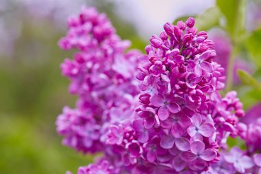 Bahar bahçesinde güzel leylak çiçekleri