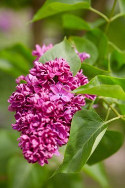 Bahar bahçesinde güzel leylak çiçekleri