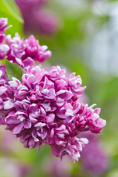 Hermosas Flores Color Lila Jardín Primavera — Foto de Stock