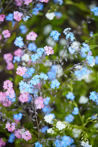 Glömma Mig Inte Blommor Sortiment Färg Rosa Blått Och Vitt — Stockfoto