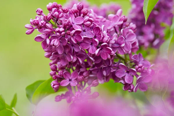 Hermosas Flores Lila Jardín Primavera — Foto de Stock