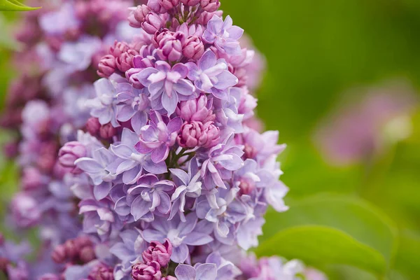 Hermosas Flores Doble Lila Jardín Primavera — Foto de Stock