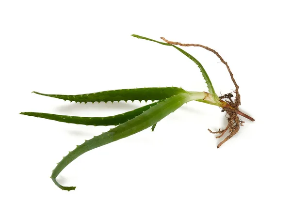 Aloe Vera Gren Isolerad Vit — Stockfoto