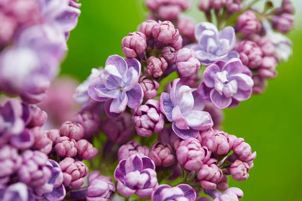 Hermosas Flores Doble Lila Jardín Primavera —  Fotos de Stock