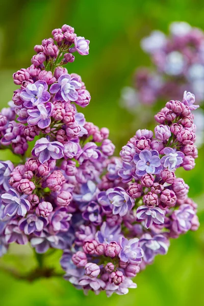 Belas Flores Lilás Duplas Jardim Primavera — Fotografia de Stock