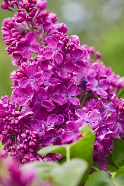 Beautiful Lilac Flowers Spring Garden — Stock Photo, Image