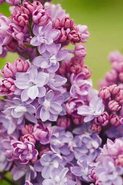 Hermosas Flores Doble Lila Jardín Primavera —  Fotos de Stock