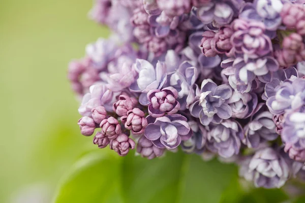 Hermosas Flores Lila Jardín Primavera — Foto de Stock