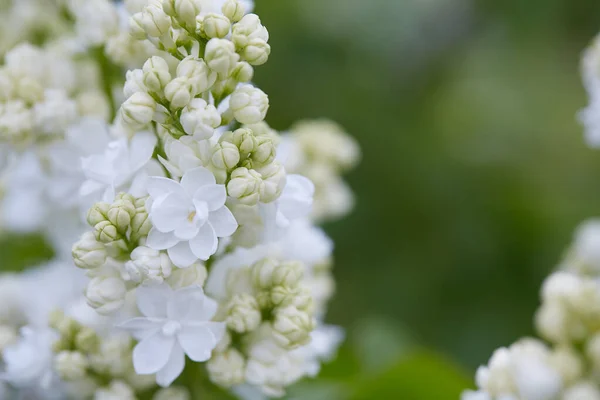 春天花园里美丽的双瓣白丁香花 — 图库照片