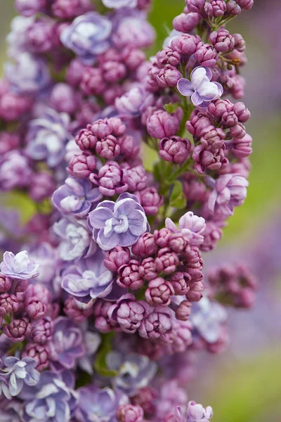 Piękne Kwiaty Lilii Wiosennym Ogrodzie — Zdjęcie stockowe