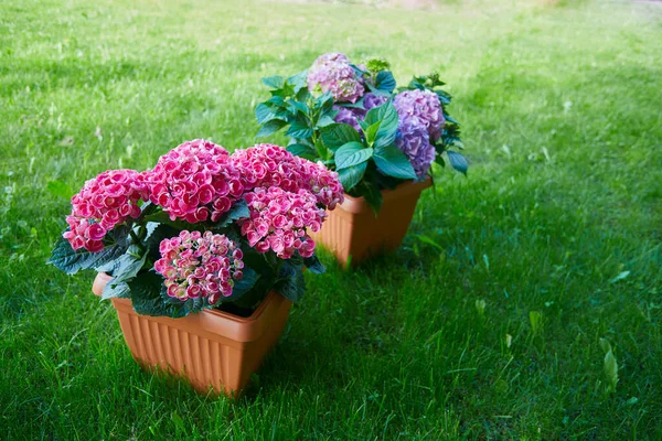 Beautiful Potted Hydrangea Garden — Stock Photo, Image