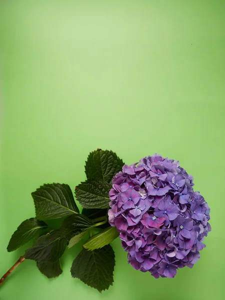 Paarse Hortensia Groen Oppervlak — Stockfoto