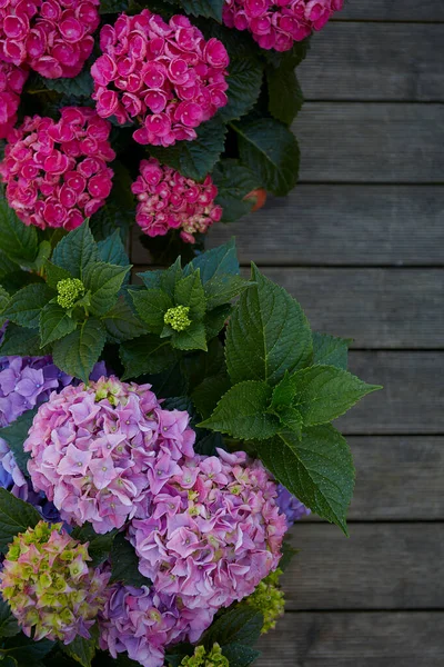 Beautiful Bushes Hydrangea Wooden Surface — Stock Photo, Image