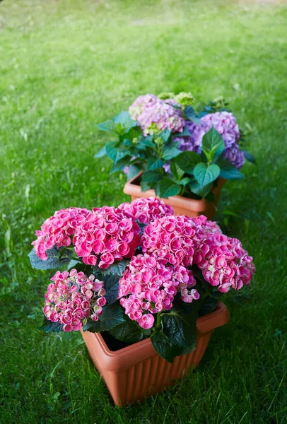 Bela Hortênsia Vaso Jardim — Fotografia de Stock