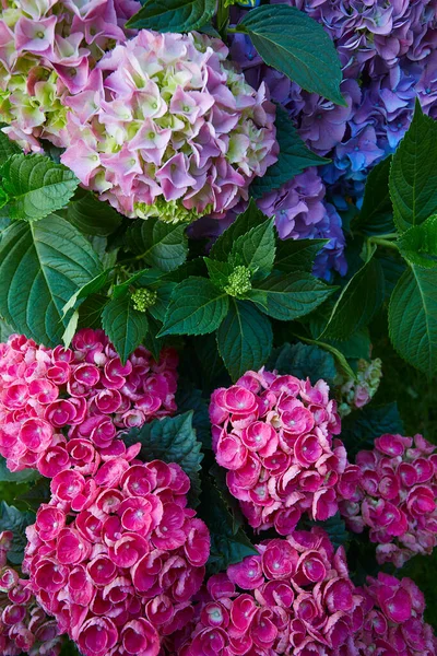 Krásný Květináč Hortenzie Zahradě — Stock fotografie