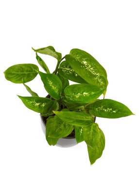 dieffenbachie bitkisi beyaz arkaplanda izole