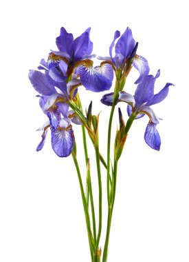 Güzel Iris çiçeği beyaz arka planda.