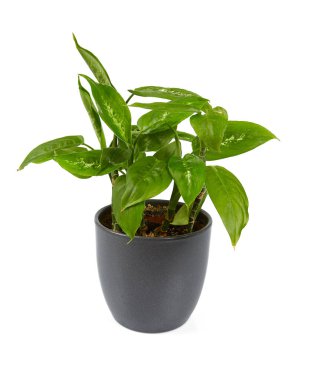 dieffenbachie bitkisi beyaz arkaplanda izole