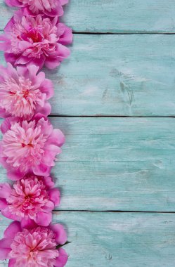 Tahta turkuaz arka planda taze şakayıklar.