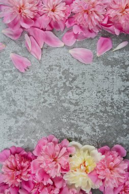 Gri çimento arka planda taze şakayıklar