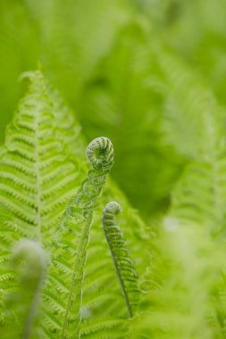 Eğreltiotu yaprakları yakın, bahar bitkileri yakın.